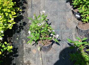 Trojpuk mamotokvětý 'Kalmiiflora' - Deutzia purpurascens 'Kalmiiflora'