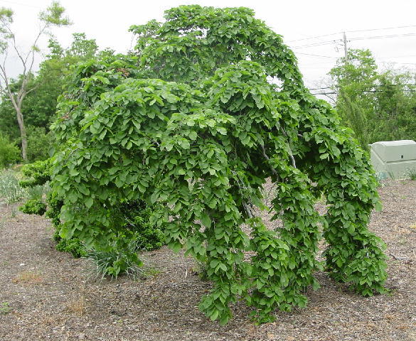 Jilm horský 'Camperdownii' - Ulmus glabra 'Camperdownii'