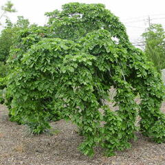 Jilm horský 'Camperdownii' - Ulmus glabra 'Camperdownii'