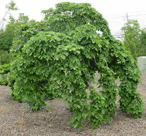 Jilm horský 'Camperdownii'