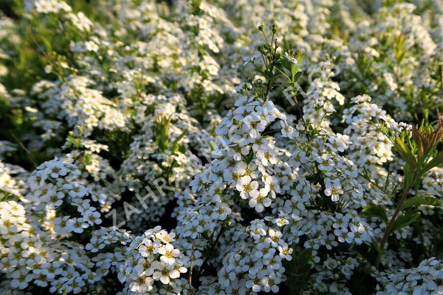 Tavolník význačný - Spiraea arguta