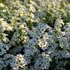 Tavolník význačný - Spiraea arguta