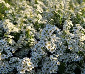 Tavolník význačný - Spiraea arguta