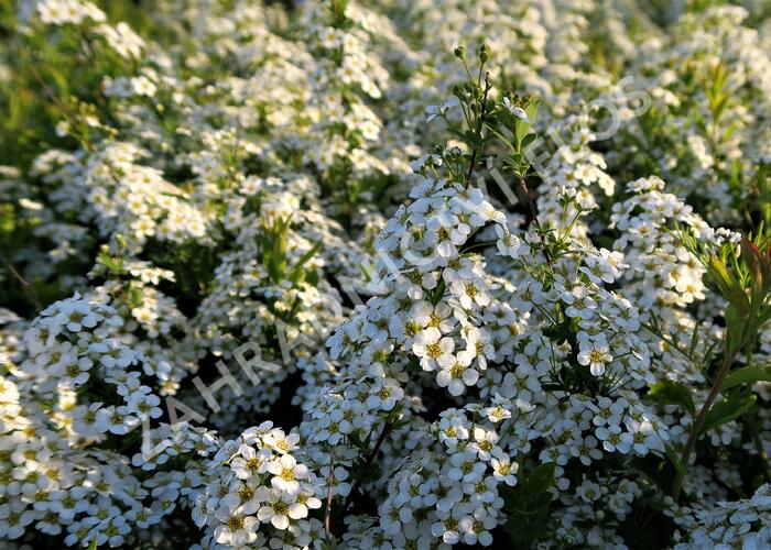 Tavolník význačný - Spiraea arguta
