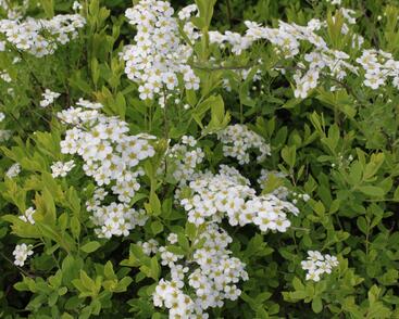 Tavolník význačný