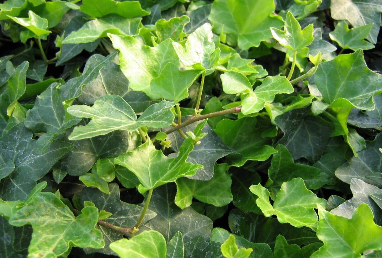 Břečťan popínavý 'Pitsburg' - Hedera helix 'Pitsburg'