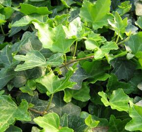 Břečťan popínavý 'Pitsburg' - Hedera helix 'Pitsburg'