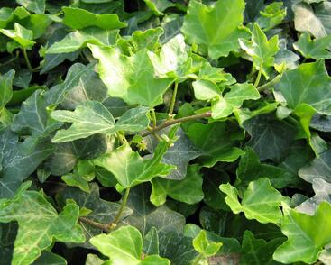 Břečťan popínavý 'Pitsburg'