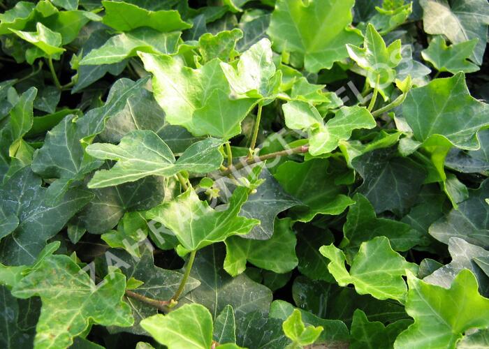 Břečťan popínavý 'Pitsburg' - Hedera helix 'Pitsburg'