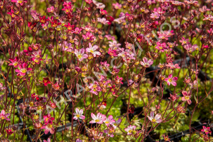 Lomikámen arendsův 'Purpurteppich' - Saxifraga x arendsii 'Purpurteppich'