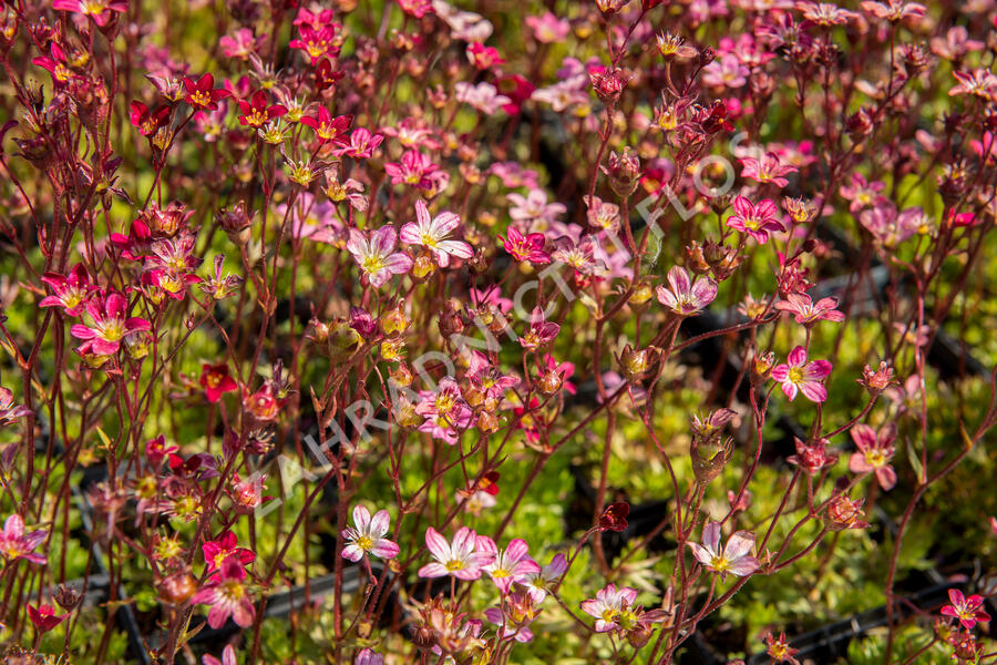 Lomikámen arendsův 'Purpurteppich' - Saxifraga x arendsii 'Purpurteppich'