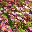 Lomikámen arendsův 'Purpurteppich' - Saxifraga x arendsii 'Purpurteppich'
