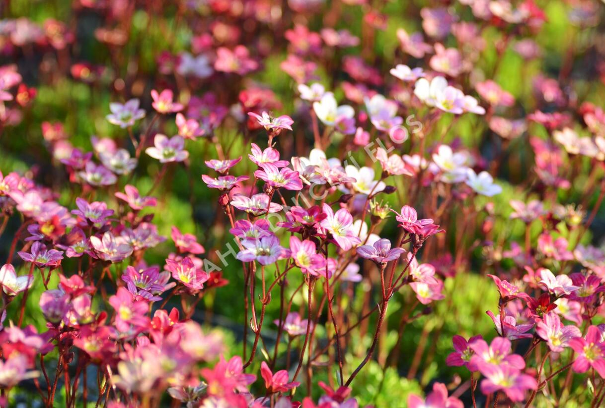 Lomikámen arendsův 'Purpurteppich' - Saxifraga x arendsii 'Purpurteppich'