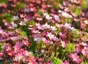 Lomikámen arendsův 'Purpurteppich' - Saxifraga x arendsii 'Purpurteppich'