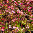 Lomikámen arendsův 'Purpurteppich' - Saxifraga x arendsii 'Purpurteppich'