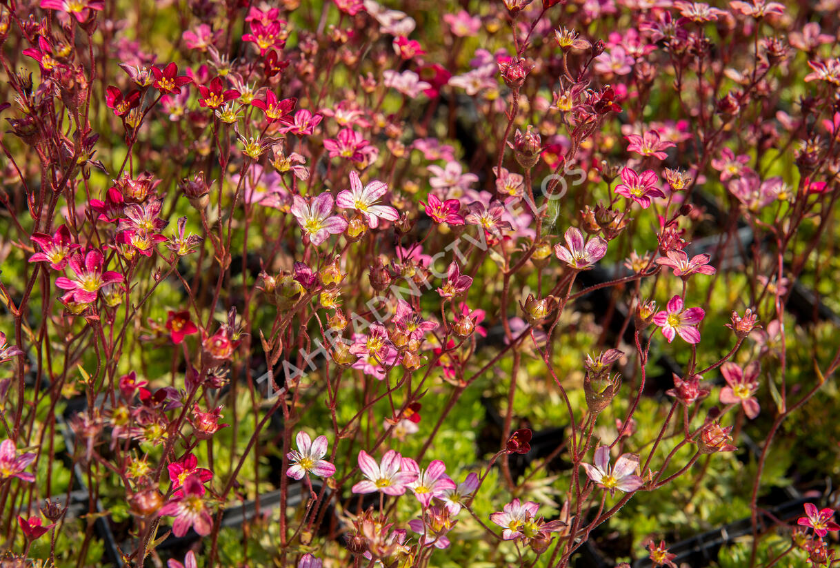 Lomikámen arendsův 'Purpurteppich' - Saxifraga x arendsii 'Purpurteppich'