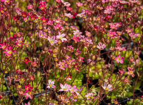 Lomikámen arendsův 'Purpurteppich' - Saxifraga x arendsii 'Purpurteppich'