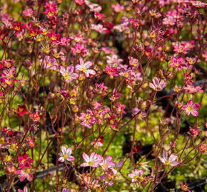 Lomikámen arendsův 'Purpurteppich' - Saxifraga x arendsii 'Purpurteppich'