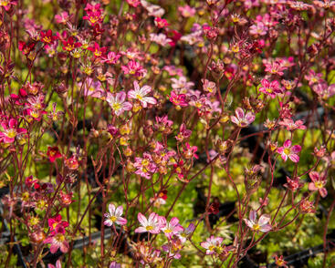 Lomikámen arendsův 'Purpurteppich'