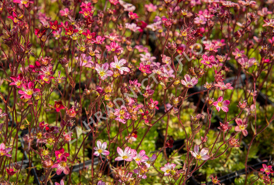 Lomikámen arendsův 'Purpurteppich' - Saxifraga x arendsii 'Purpurteppich'
