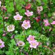 Lomikámen arendsův 'Purpurteppich' - Saxifraga x arendsii 'Purpurteppich'