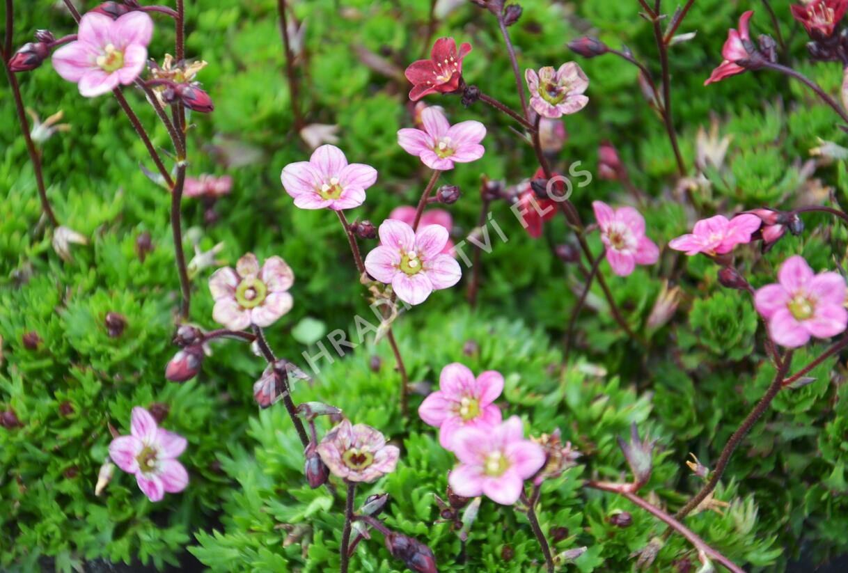 Lomikámen arendsův 'Purpurteppich' - Saxifraga x arendsii 'Purpurteppich'