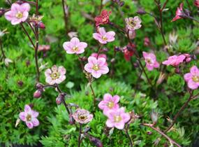 Lomikámen arendsův 'Purpurteppich' - Saxifraga x arendsii 'Purpurteppich'
