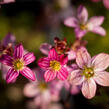 Lomikámen arendsův 'Purpurteppich' - Saxifraga x arendsii 'Purpurteppich'