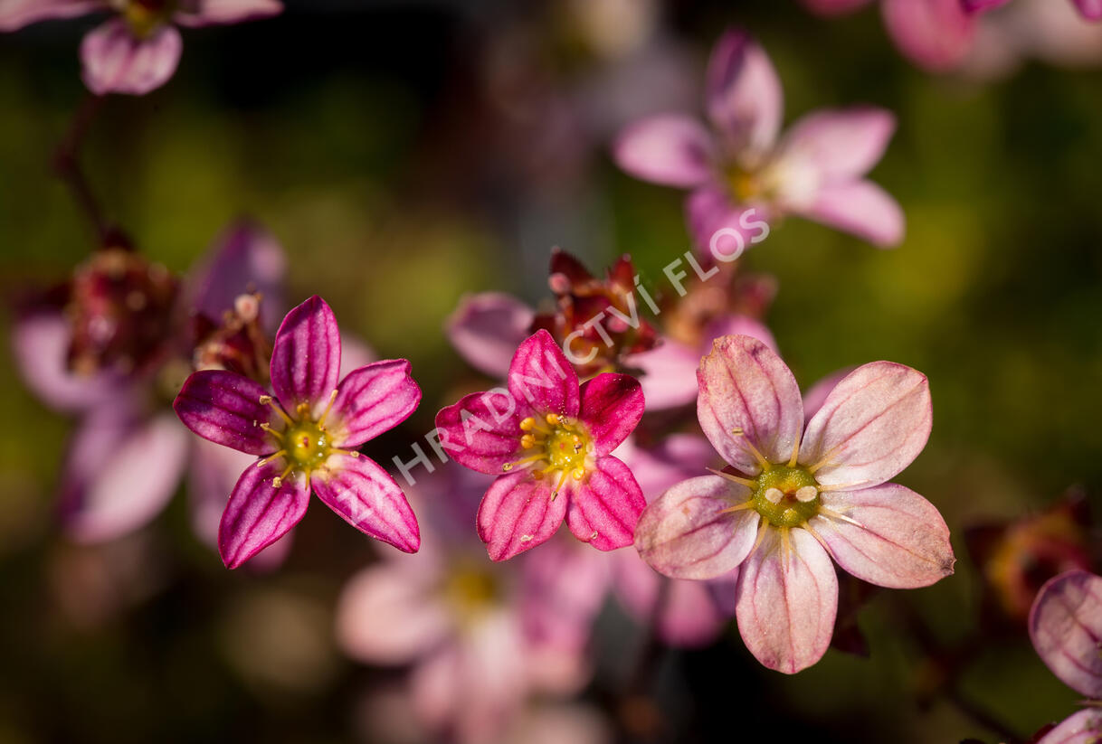 Lomikámen arendsův 'Purpurteppich' - Saxifraga x arendsii 'Purpurteppich'