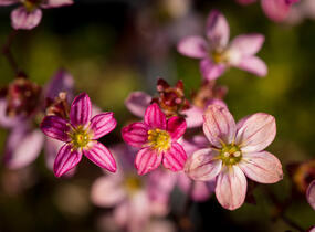Lomikámen arendsův 'Purpurteppich' - Saxifraga x arendsii 'Purpurteppich'