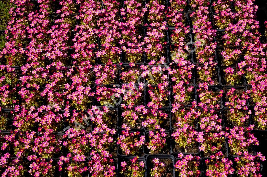 Lomikámen arendsův 'Touran Pink' - Saxifraga x arendsii 'Touran Pink'