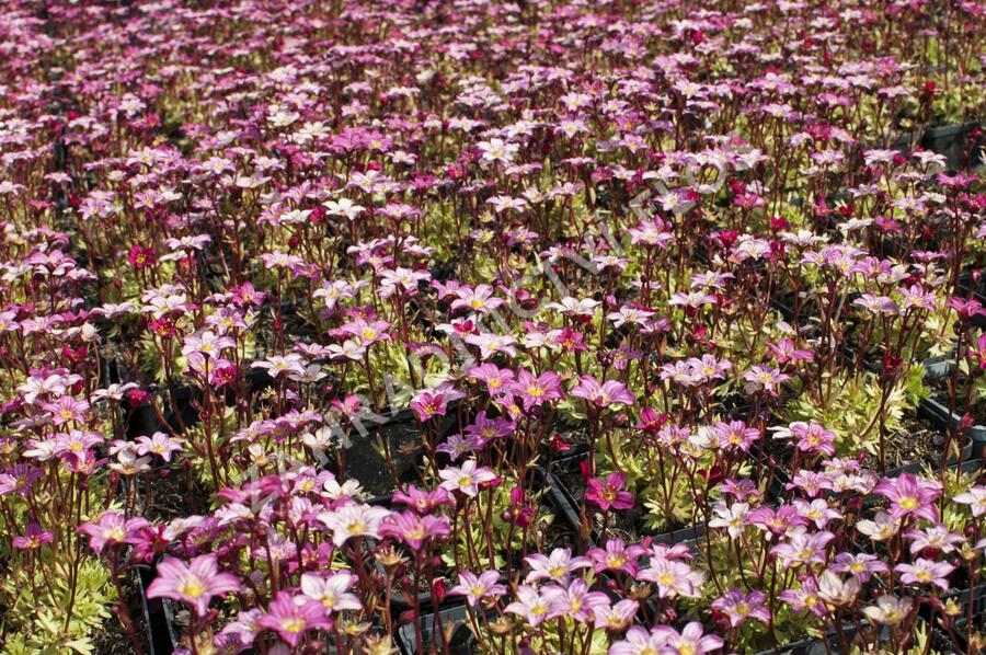 Lomikámen arendsův 'Touran Pink' - Saxifraga x arendsii 'Touran Pink'