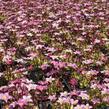 Lomikámen arendsův 'Touran Pink' - Saxifraga x arendsii 'Touran Pink'