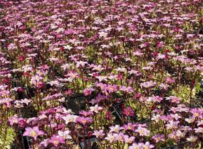 Lomikámen arendsův 'Touran Pink' - Saxifraga x arendsii 'Touran Pink'