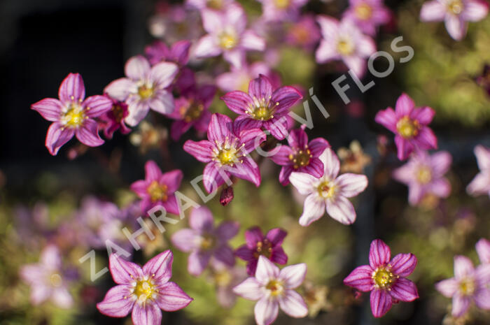 Lomikámen arendsův 'Touran Pink' - Saxifraga x arendsii 'Touran Pink'