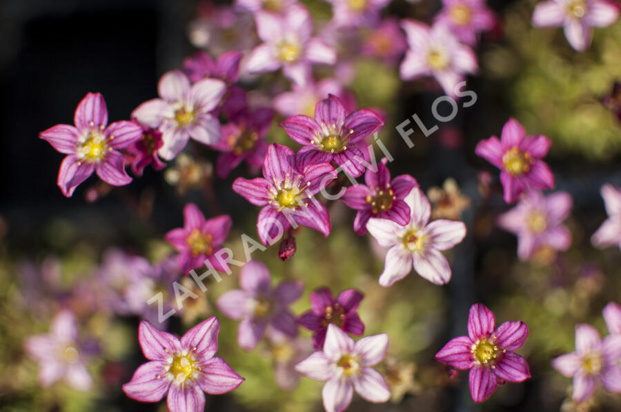 Lomikámen arendsův 'Touran Pink' - Saxifraga x arendsii 'Touran Pink'