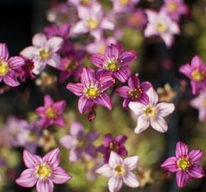 Lomikámen arendsův 'Touran Pink' - Saxifraga x arendsii 'Touran Pink'