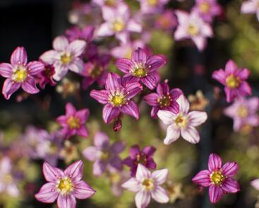 Lomikámen arendsův 'Touran Pink'
