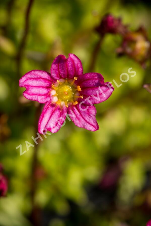 Lomikámen arendsův 'Touran Pink' - Saxifraga x arendsii 'Touran Pink'