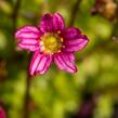 Lomikámen arendsův 'Touran Pink' - Saxifraga x arendsii 'Touran Pink'