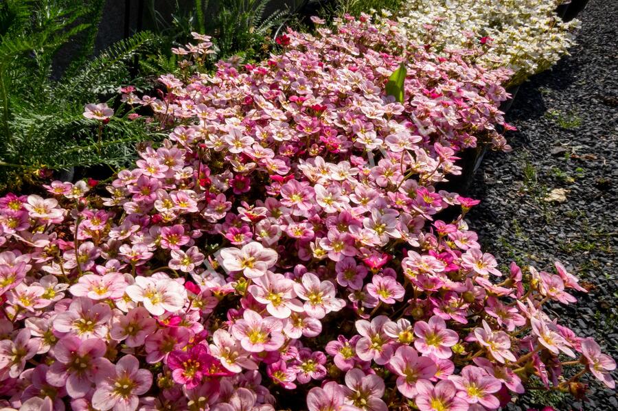 Lomikámen arendsův 'Touran Neon Rose' - Saxifraga x arendsii 'Touran Neon Rose'