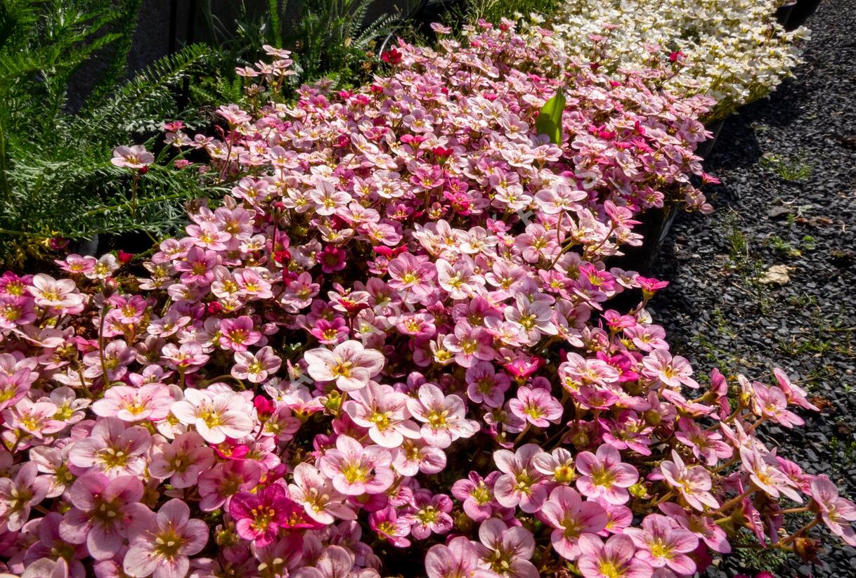 Lomikámen arendsův 'Touran Neon Rose' - Saxifraga x arendsii 'Touran Neon Rose'