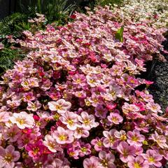 Lomikámen arendsův 'Touran Neon Rose' - Saxifraga x arendsii 'Touran Neon Rose'