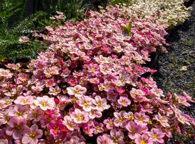 Lomikámen arendsův 'Touran Neon Rose' - Saxifraga x arendsii 'Touran Neon Rose'