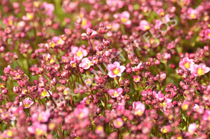 Lomikámen arendsův 'Touran Neon Rose' - Saxifraga x arendsii 'Touran Neon Rose'