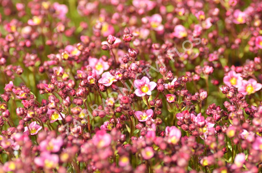 Lomikámen arendsův 'Touran Neon Rose' - Saxifraga x arendsii 'Touran Neon Rose'