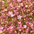 Lomikámen arendsův 'Touran Neon Rose' - Saxifraga x arendsii 'Touran Neon Rose'