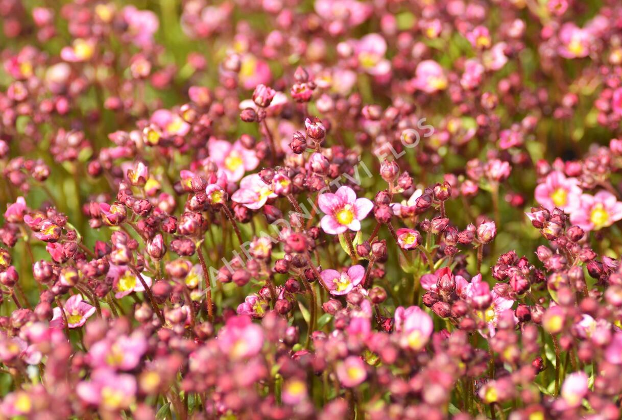 Lomikámen arendsův 'Touran Neon Rose' - Saxifraga x arendsii 'Touran Neon Rose'