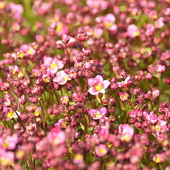 Lomikámen arendsův 'Touran Neon Rose' - Saxifraga x arendsii 'Touran Neon Rose'