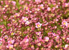 Lomikámen arendsův 'Touran Neon Rose' - Saxifraga x arendsii 'Touran Neon Rose'